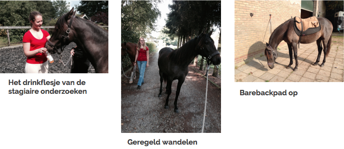 veulen-andalusier-paard