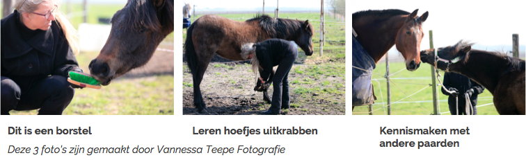 beleren-jong-paard