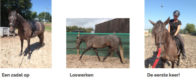 inrijden-jong-paard