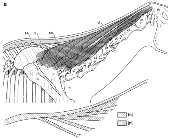 dorsal-neck