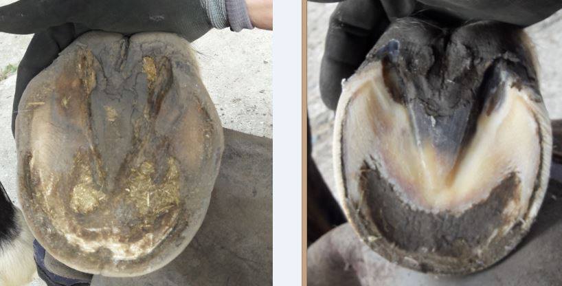 natuurlijk-hoefbekappen