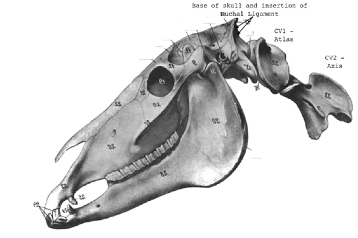 anatomie-schedel-paard