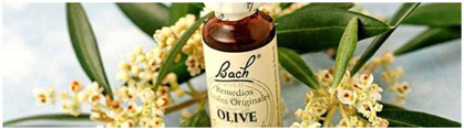 bach-bloesems-paarden