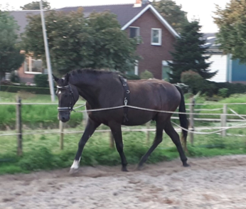 mok-paard