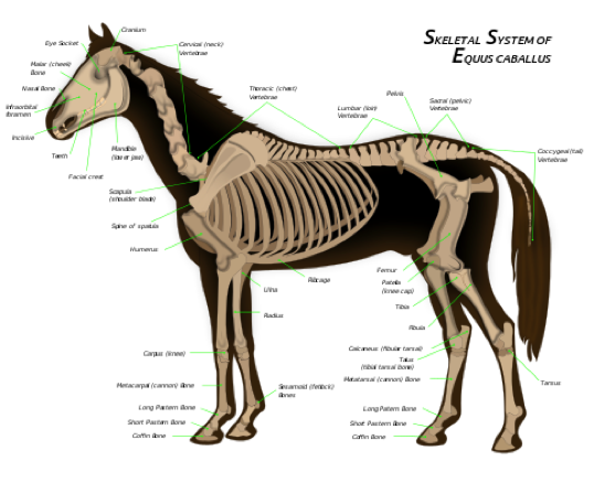 anatomie-paard