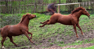 paard-trap
