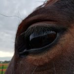 Photic Headshaking bij het paard: de rol van het oog bij hoofdschudden door (zon)licht